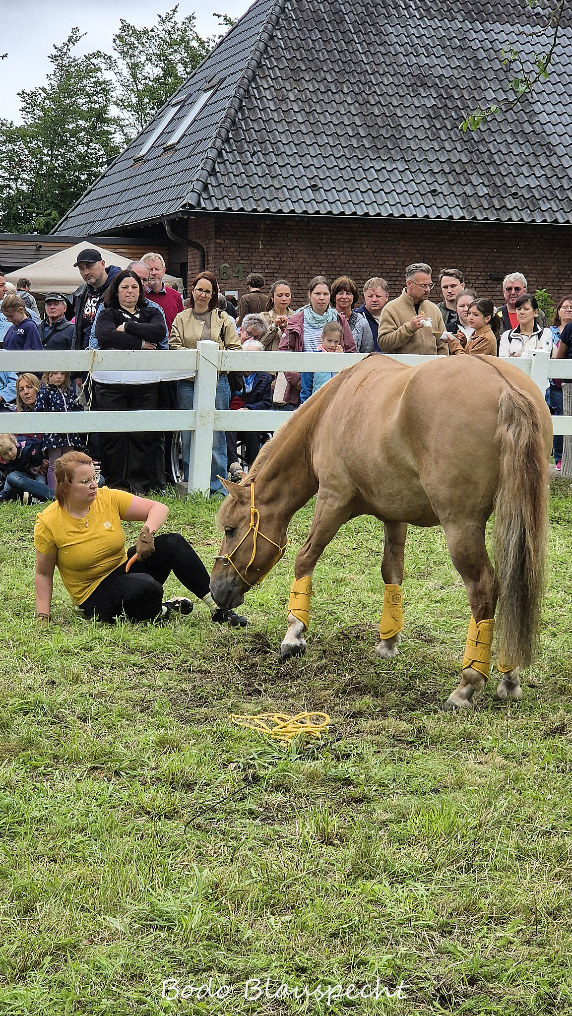 Konik   Samson  Steveraue 2026.06.07 15.45 05 WEB